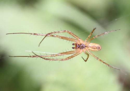 Metellina segmentata